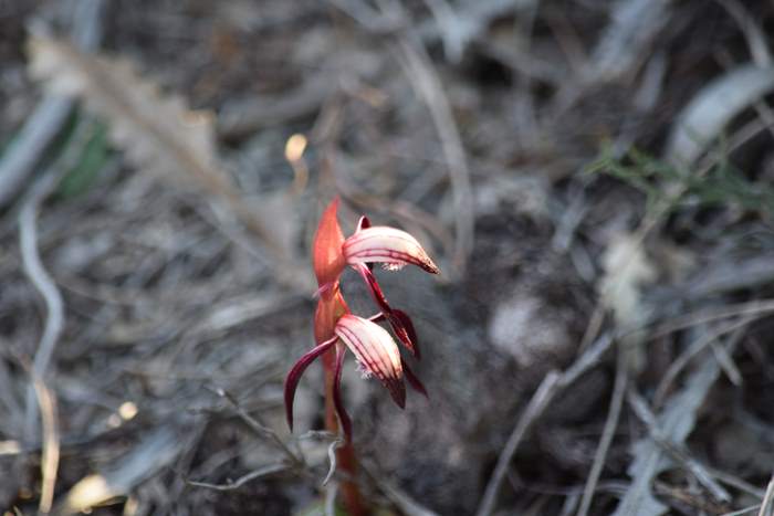 Pyrorchis  - Red beaked orchid-DSC_6952.JPG